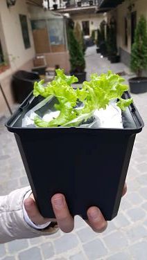 salata_opt